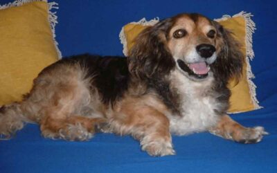 A epopeia de Gugu e o tratamento com a acupuntura