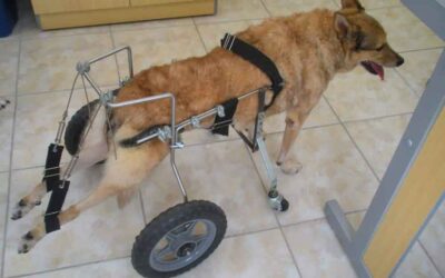 Gabi e Nina  – As melhorias com a Acupuntura Veterinária