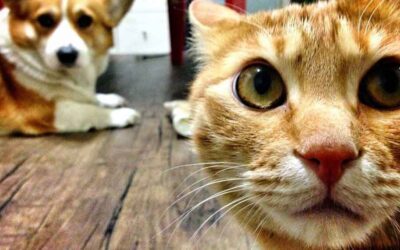 Os animais não são humanos!