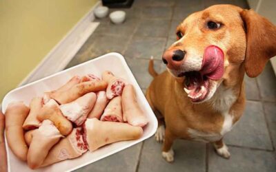 Curiosidades “nutritivas” do mundo canino