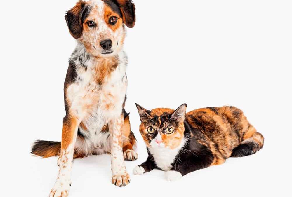 Cães e Gatos – Neurótico 2