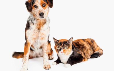 Mudanças no comportamento de seu animal