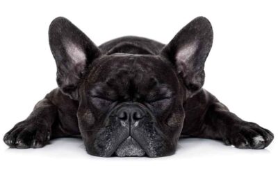 Tratamento de dor no mundo VETERINÁRIO