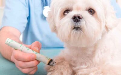 A tecnologia e a Medicina Chinesa