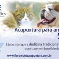 Acupuntura-Veterinaria-Animais-Animal-Cachorro-cachorros-gato-gatos