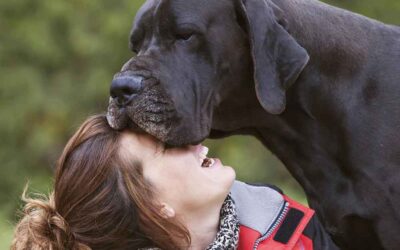 How to Meditate with Your Dog? (Como meditar com seu cão?)