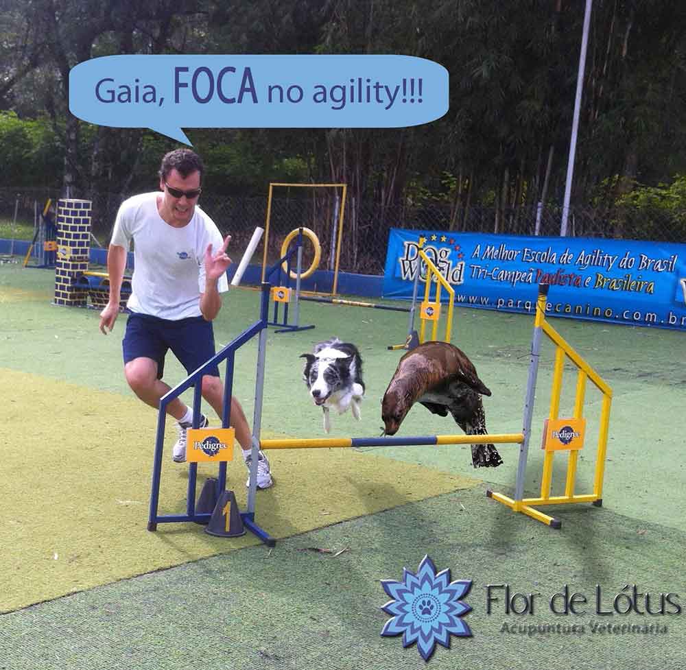 Gaia, FOCA no agility!!! - Flor de Lótus