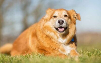 A obesidade nos animais e suas consequências