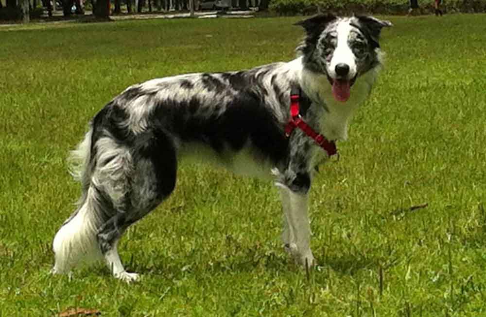 Qual o tamanho do Border Collie?