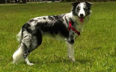 Como escolher o seu futuro melhor amigo? Raças: Border Collie