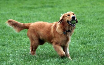 Como escolher o seu futuro melhor amigo? Raças: Golden Retriever