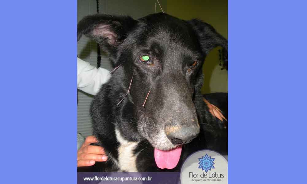 Tratamento com acupuntura e alopatia de paralisia facial parcial por otite média aguda em cão