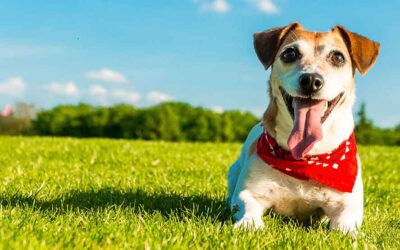 Como escolher o nome de um cachorro