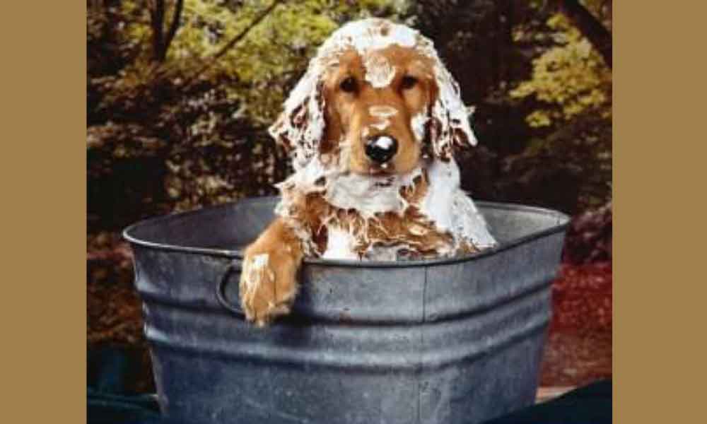 A-hora-do-banho-com-os-cachorros