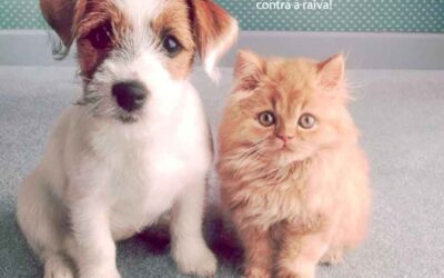 Campanha nacional de vacinação de cães e gatos