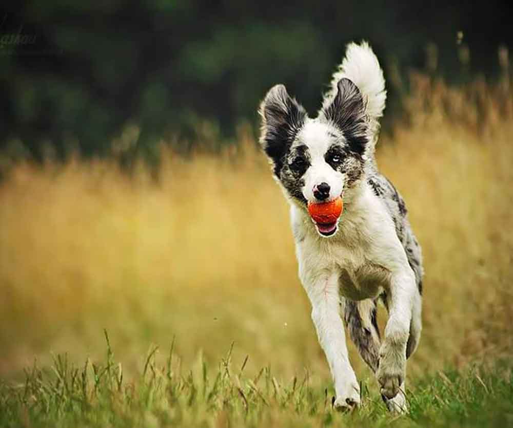 Emy on X: CLASSIFIQUE O SEU PET Raça: Border Collie nome: Jake beleza:  10/10 inteligência: 10/10 🤓 raiva: 5/10 muito amigável, mas ele late e  rosna pra desconhecidos 👹 gosta de passear