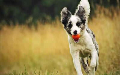 O Border Collie é uma raça incrível!