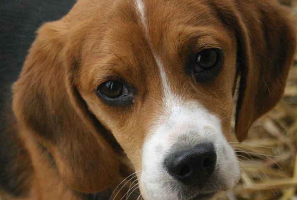 tudo-que-você-precisa-saber-antes-de-adotar-um-Beagle