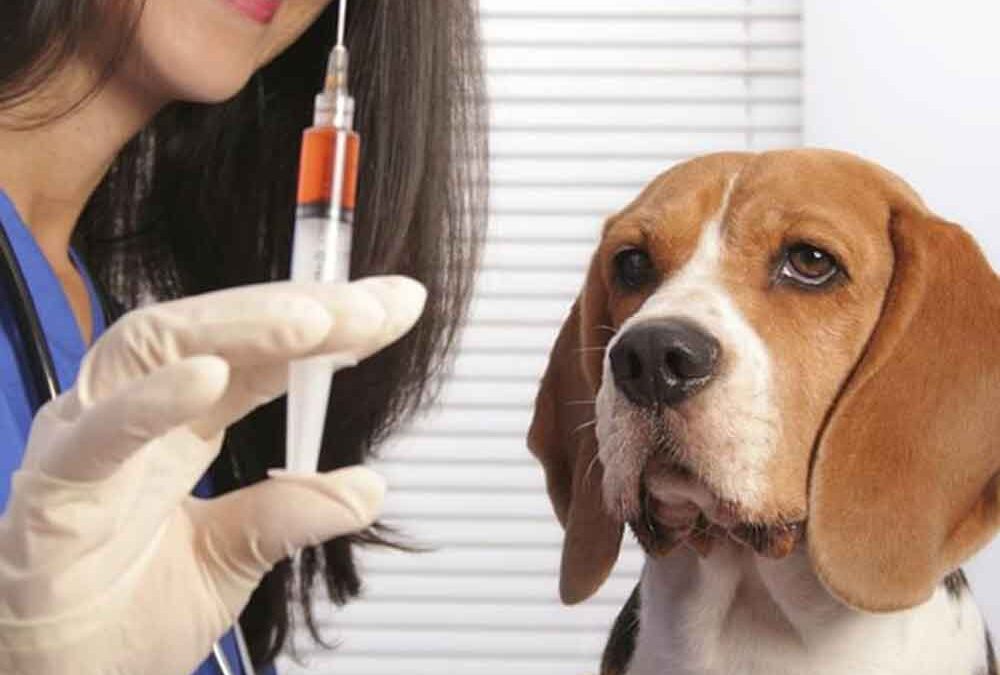 Vacinas obrigatórias para cães