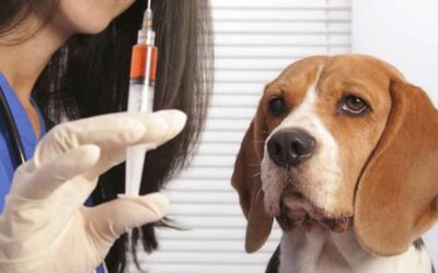 Vacinas obrigatórias para cães