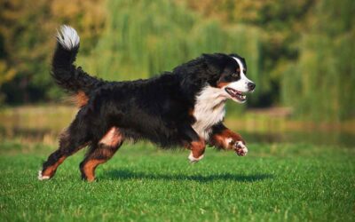 Seu cão também precisa de exercícios