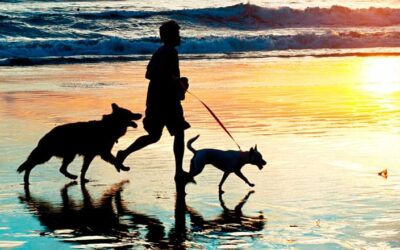 Seis dicas para dominar a caminhada do cão