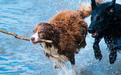 10 maneiras divertidas de exercitar seu cão