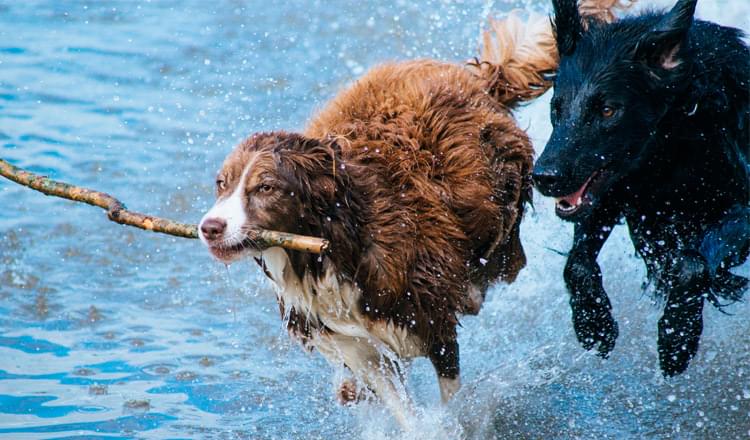 10 maneiras divertidas de exercitar seu cão