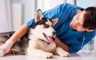 Como acostumar seu cão a ir ao veterinário