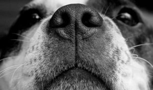 Por que os cachorros cheiram o rabo uns dos outros