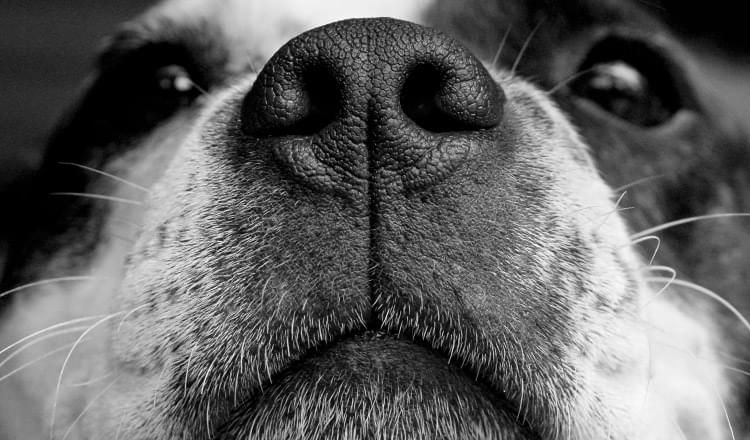 Por que os cachorros cheiram o rabo uns dos outros?