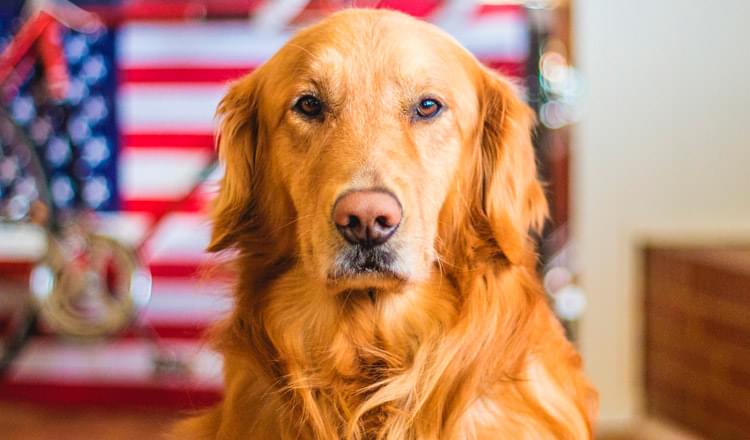 Cuidados especiais para cães idosos