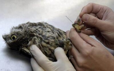 A acupuntura ajudando corujas a voltarem para a natureza!