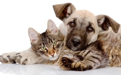 Benefícios da castração de cães e gatos