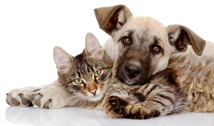 Benefícios da castração de cães e gatos