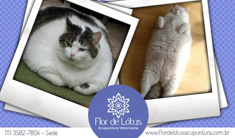 obesidade-em-gatos-como-identificar