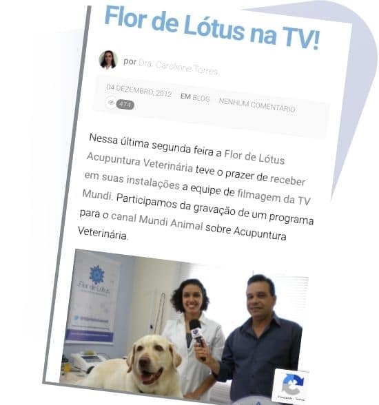 Fofinhos… não gordos!  Flor de Lótus - Acupuntura Veterinária