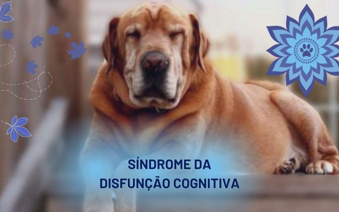 Fofinhos… não gordos!  Flor de Lótus - Acupuntura Veterinária